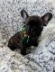 French Bulldog Puppies for sale in Fort Lauderdale, FL 33319, USA. price: $2,500