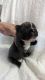 French Bulldog Puppies for sale in Fort Lauderdale, FL 33319, USA. price: $3,500