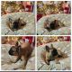 French Bulldog Puppies for sale in Houston, TX, USA. price: $1,100