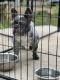 French Bulldog Puppies for sale in Phoenix, AZ 85009, USA. price: $4,500
