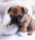 French Bulldog Puppies for sale in Delafield, WI, USA. price: $3,200