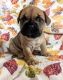French Bulldog Puppies for sale in Delafield, WI, USA. price: $3,200