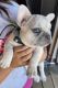 French Bulldog Puppies for sale in Prescott, AZ, USA. price: $5,000