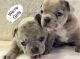 French Bulldog Puppies for sale in Copperopolis, CA 95228, USA. price: $2,500