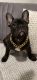 French Bulldog Puppies for sale in Pompton Lakes, NJ, USA. price: $1,500