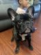 French Bulldog Puppies for sale in Racine, WI 53406, USA. price: $2,000