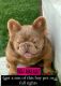 French Bulldog Puppies for sale in Riverbank, CA 95367, USA. price: $3,500
