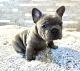 French Bulldog Puppies for sale in Richland, MI 49083, USA. price: $4,100
