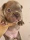 French Bulldog Puppies for sale in Miami, FL, USA. price: $3,000