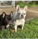 French Bulldog Puppies for sale in Cleveland Heights, OH, USA. price: $3,000