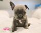 French Bulldog Puppies for sale in Miami, FL, USA. price: $1,950