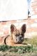 French Bulldog Puppies for sale in Gilroy, CA 95020, USA. price: $1,500