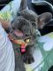 French Bulldog Puppies for sale in Irvine, CA, USA. price: $3,250
