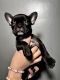 French Bulldog Puppies for sale in Lebanon, OR 97355, USA. price: $1,000