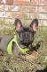 French Bulldog Puppies for sale in Gilroy, CA 95020, USA. price: $2,000