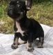 French Bulldog Puppies for sale in Wasilla, AK 99654, USA. price: $2,800