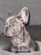 French Bulldog Puppies for sale in 5901 Aztec Ave, Twentynine Palms, CA 92277, USA. price: $1,500