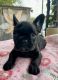 French Bulldog Puppies for sale in Copperas Cove, TX, USA. price: $2,500