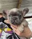 French Bulldog Puppies for sale in Copperas Cove, TX, USA. price: $1,300
