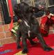 French Bulldog Puppies for sale in Mandeville, LA, USA. price: $1,500