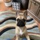 French Bulldog Puppies for sale in Fuquay-Varina, NC, USA. price: $750