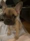 French Bulldog Puppies for sale in Venice, Los Angeles, CA, USA. price: $2,500