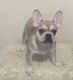 French Bulldog Puppies for sale in Poughkeepsie, NY, USA. price: $2,000
