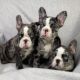 French Bulldog Puppies for sale in ON-401, Ontario, Canada. price: $400