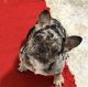 French Bulldog Puppies for sale in Cleveland, OH, USA. price: $5,500
