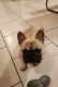 French Bulldog Puppies for sale in Jacksonville, FL, USA. price: $2,200