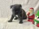 French Bulldog Puppies for sale in Copperopolis, CA 95228, USA. price: $2,000