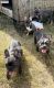 French Bulldog Puppies for sale in Huntsville, AL, USA. price: $1,500