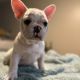 French Bulldog Puppies for sale in Louisville, KY, USA. price: $600