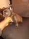French Bulldog Puppies for sale in Burbank, CA, USA. price: $10,000