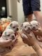 French Bulldog Puppies for sale in Redding, CA, USA. price: $35,006,500