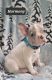 French Bulldog Puppies for sale in Mineral Wells, WV 26150, USA. price: $3,000