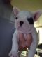 French Bulldog Puppies for sale in Port Clinton, PA, USA. price: $2,000