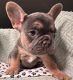 French Bulldog Puppies for sale in Van Wert, OH 45891, USA. price: $3,000