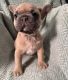 French Bulldog Puppies for sale in Van Wert, OH 45891, USA. price: $3,000