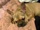 French Bulldog Puppies for sale in Ashburnham, MA, USA. price: $2,000