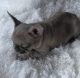 French Bulldog Puppies for sale in Canyon Lake, CA 92587, USA. price: $2,800