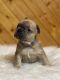 French Bulldog Puppies for sale in Robesonia, PA 19551, USA. price: $3,000
