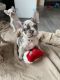 French Bulldog Puppies for sale in Minneapolis, MN, USA. price: $3,000