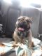 French Bulldog Puppies for sale in Decatur, Georgia. price: $1,000