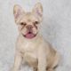 French Bulldog Puppies for sale in Hauppauge, NY, USA. price: $5,999