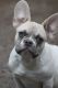 French Bulldog Puppies for sale in Strasburg, VA 22657, USA. price: $1,500