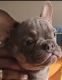 French Bulldog Puppies for sale in Naples, Florida. price: $1,500