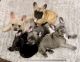 French Bulldog Puppies for sale in Boyd, Texas. price: $2,500