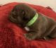 French Bulldog Puppies for sale in Virginia Beach, VA, USA. price: $2,000
