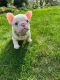 French Bulldog Puppies for sale in Clackamas, Oregon. price: $4,700